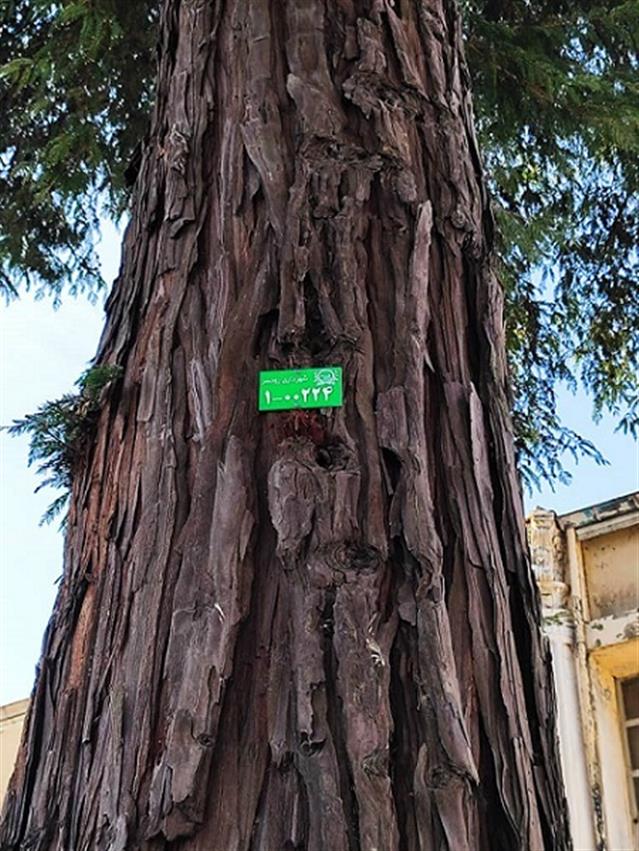 آغاز طرح پلاك كوبی درختان شهر رودسر